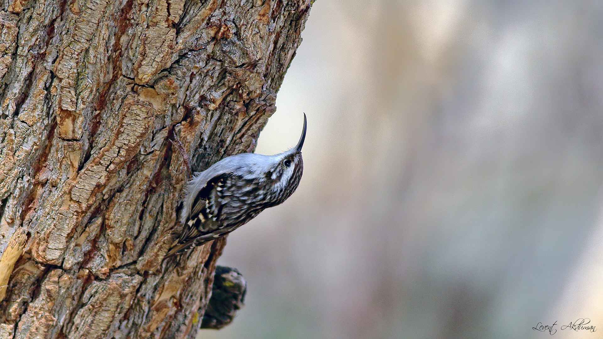 Short-toed Treecreeper